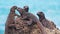 The wonderful Marine Iguanas on Galapagos Islands