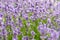 wonderful meadow with growing violet lavendula