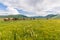 Wonderful mountain landscape with yellow flowers and wild haflinger horses in the Pian Grande