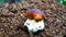 Wonderful mushroom grow on ant hill