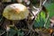 Wonderful mushroom photographed close up in the  sunlight