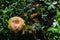 Wonderful mushroom photographed close up in the  sunlight