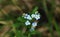 Wonderful Myosotis sylvatica with blue petals settled in Beskydy lands. Typical wild flower in summer. Woodland forget-me-not,