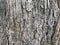 Wonderful natural pattern and texture of grey and brown tree bark