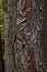 Wonderful Natural Texture Tree Bark