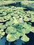 Wonderful new lily pads and canals in Bucha - LOVE - BUCHA - UKRAINE