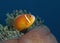 A wonderful orange fish underwater in Maldives, God created how beautiful