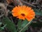 Wonderful orange marigold flower, blossom, flowers