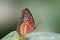 A wonderful orange and red butterfly - side view