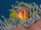 A wonderful orange and red tide fish underwater in Maldives, God created how beautiful