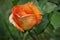 Wonderful, orange Rose Alone