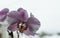 wonderful orchid flowers do not grow in the fresh air