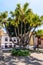 Wonderful Palm Tree With Several Cups In A Square In The Center Of Icod De Los Vinos. April 14, 2019. Icod De Los Vinos, Santa