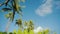 Wonderful palms under tender blue sky on sunny weather on maui,hawaii