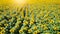 Wonderful panoramic view field of sunflowers by summertime