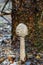 Wonderful Parasol mushroom in forest