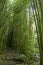 Wonderful path through tall bamboo trees, Maui, Hawaii