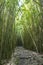 Wonderful path through tall bamboo trees, Maui, Hawaii