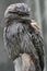 Wonderful Patterned Feathers on a Tawny Frogmouth Bird