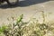 A wonderful peas eating green parakeet on a plant and busy feeding self