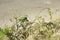 A wonderful peas eating green parakeet on a plant and busy feeding self