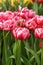 Wonderful peony tulip columbus, glowing reddish pink and has decorative white edge