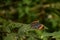 Wonderful picture of orange oakleaf kallima inachus butterfly enjoying sunbath on leaf