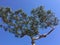 Wonderful pine trees under the blue sky