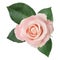 Wonderful pink Rose Rosaceae isolated on white background.