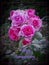 Wonderful Pink roses greetings card