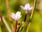 Wonderful pink shoots of small flower petals close