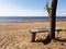 A wonderful place to stay. Wooden gray bench on a sandy beach near a tree overlooking the sea. Sunny day. Gulf of Finland
