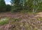 Wonderful place with unique nature with rare plants. Continental dune in Dumsiai forest in Lithuania