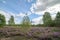 Wonderful place with unique nature with rare plants. Continental dune in Dumsiai forest in Lithuania