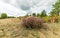 Wonderful place with unique nature with rare plants. Continental dune in Dumsiai forest in Lithuania