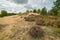 Wonderful place with unique nature with rare plants. Continental dune in Dumsiai forest in Lithuania