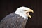 Wonderful portrait of a majestic american bald eagle