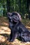 Wonderful portrait of Newfoundland dog in the forest