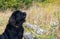 Wonderful portrait of Newfoundland dog in the forest