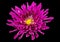 Wonderful purple Chrysanthemum flowers