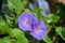 Wonderful purple flowers in a Cuban garden