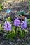 Wonderful purple hyacinths bloom in spring