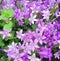 Wonderful purple and lilac colored Campanula Ambella flowers