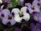 Wonderful purple pansies with pollen, pansy, viola, violaceae, flowers