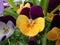 Wonderful purple pansy, violet, viola, violaceae, flowers