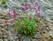 Wonderful purple rock plant