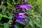 Wonderful purple  salvia flowers enhanced by the last sun rays of the afternoon on green background