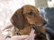 Wonderful rabbit dachshund puppy sits calmly in the woman`s arms