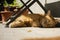 A wonderful red cat looks into the room lying away from the heat under a table on a sunny day.