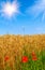 Wonderful red poppies and golden field of wheat.